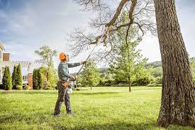 Best Tree Risk Assessment  in Buckhall, VA