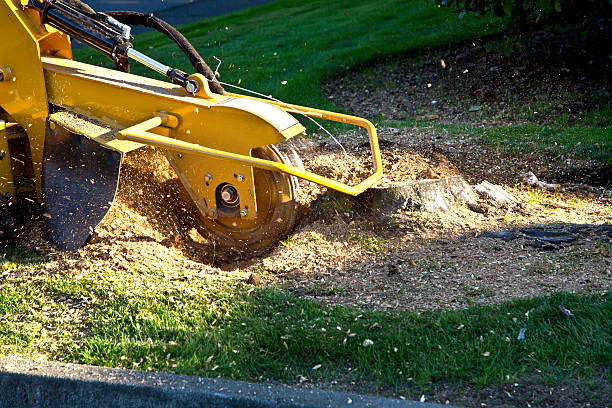 Best Tree Mulching  in Buckhall, VA