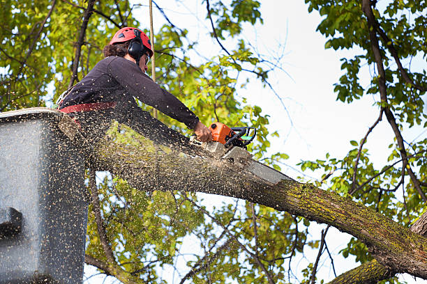 Best Tree Disease Treatment  in Buckhall, VA