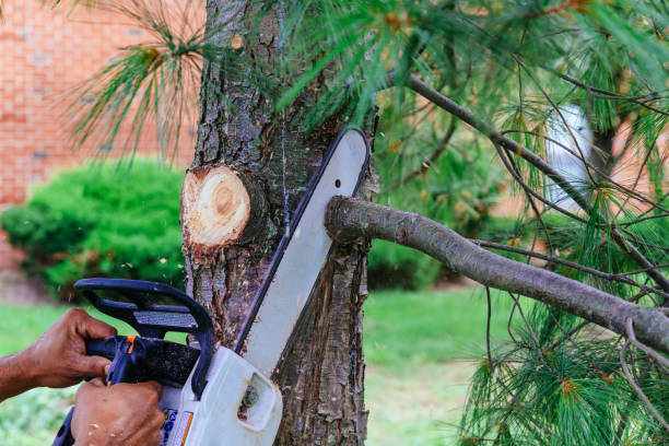Best Pest Control for Lawns  in Buckhall, VA